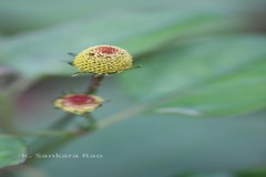 Spilanthes oleracea